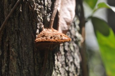 Lake Samsonvale 060 DSC 0460 Lake Samsonvale 060 DSC 0460