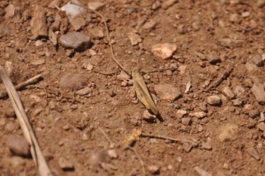 Lake Samsonvale 069 DSC 0469 Lake Samsonvale 069 DSC 0469