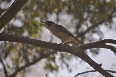 Lake Samsonvale 074 DSC 0474 Lake Samsonvale 074 DSC 0474