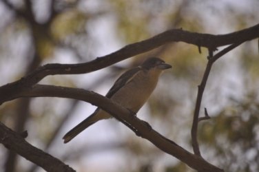 Lake Samsonvale 077 DSC 0477 Lake Samsonvale 077 DSC 0477