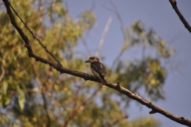 Lake Samsonvale 081 DSC 0481 Lake Samsonvale 081 DSC 0481