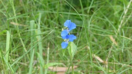Boondall Wetlands0422 004 P1000066 Boondall Wetlands0422 004 P1000066