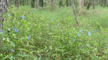 Boondall Wetlands0422 006 P1000068 Boondall Wetlands0422 006 P1000068