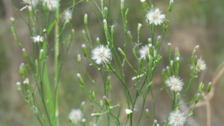 Boondall Wetlands0422 008 P1000070 Boondall Wetlands0422 008 P1000070