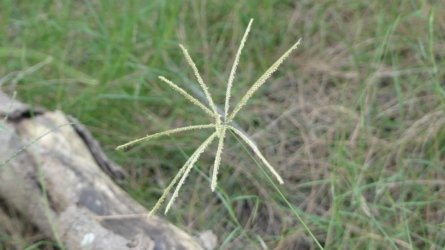 Boondall Wetlands0422 009 P1000071 Boondall Wetlands0422 009 P1000071