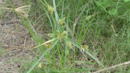 Boondall Wetlands0422 010 P1000072 Boondall Wetlands0422 010 P1000072
