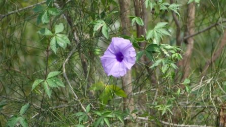 Boondall Wetlands0422 011 P1000073 Boondall Wetlands0422 011 P1000073