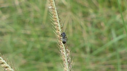 Boondall Wetlands0422 014 P1000076 Boondall Wetlands0422 014 P1000076