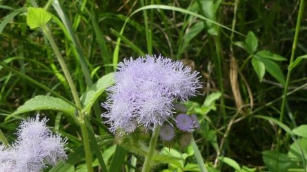 Boondall Wetlands0422 017 P1000079 Boondall Wetlands0422 017 P1000079