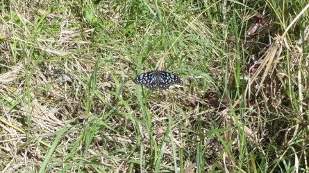 Boondall Wetlands0422 019 P1000081 Boondall Wetlands0422 019 P1000081