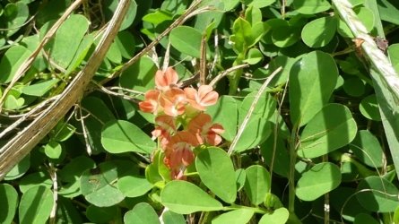 Boondall Wetlands0422 020 P1000082 Boondall Wetlands0422 020 P1000082