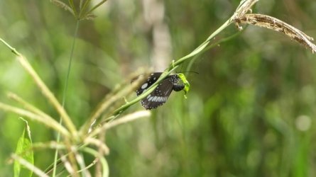 Boondall Wetlands0422 021 P1000085 Boondall Wetlands0422 021 P1000085