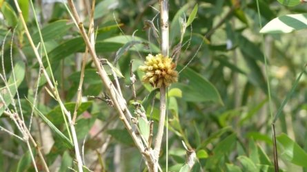 Boondall Wetlands0422 023 P1000089 Boondall Wetlands0422 023 P1000089