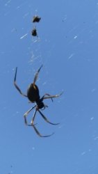 Boondall Wetlands0422 025 P1000093 Boondall Wetlands0422 025 P1000093