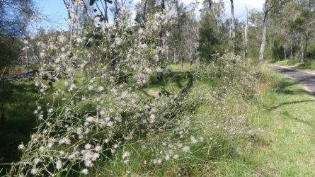 Boondall Wetlands0422 030 P1000098 Boondall Wetlands0422 030 P1000098