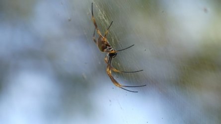 Boondall Wetlands0422 046 P1000114 Boondall Wetlands0422 046 P1000114