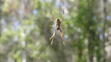 Boondall Wetlands0422 050 P1000118 Boondall Wetlands0422 050 P1000118