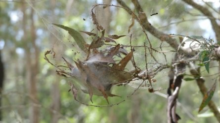 Boondall Wetlands0422 051 P1000120 Boondall Wetlands0422 051 P1000120
