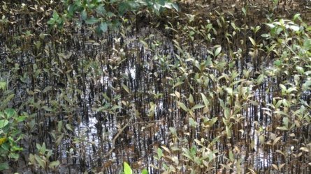 Boondall Wetlands0422 065 P1000134 Boondall Wetlands0422 065 P1000134