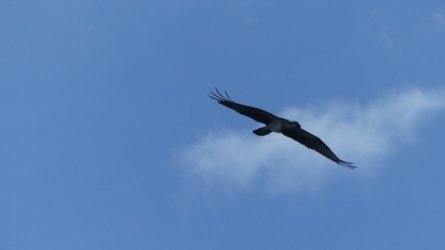 Boondall Wetlands0422 079 P1000148 Boondall Wetlands0422 079 P1000148