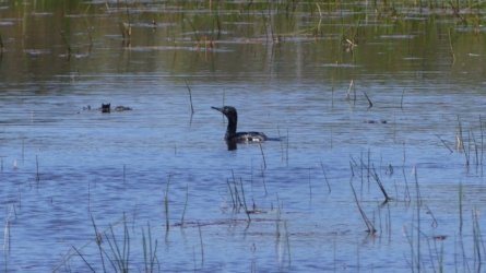 Boondall Wetlands0422 086 P1000155 Boondall Wetlands0422 086 P1000155
