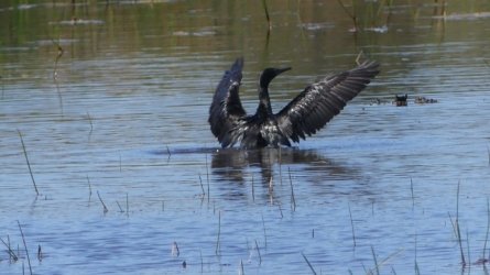 Boondall Wetlands0422 087 P1000156 Boondall Wetlands0422 087 P1000156