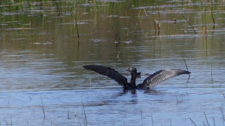 Boondall Wetlands0422 088 P1000157 Boondall Wetlands0422 088 P1000157