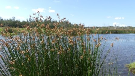 Boondall Wetlands0422 097 P1000166 Boondall Wetlands0422 097 P1000166