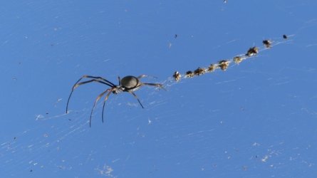 Boondall Wetlands0422 102 P1000171 Boondall Wetlands0422 102 P1000171