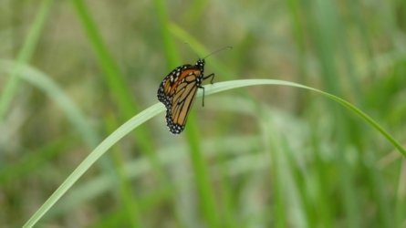 Boondall Wetlands0422 108 P1000177 Boondall Wetlands0422 108 P1000177