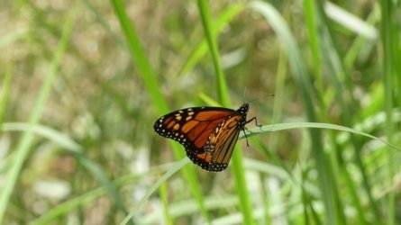 Boondall Wetlands0422 112 P1000182 Boondall Wetlands0422 112 P1000182