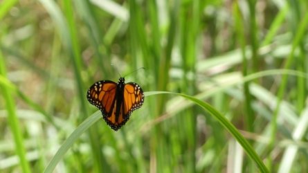 Boondall Wetlands0422 113 P1000183 Boondall Wetlands0422 113 P1000183