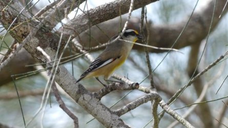 Boondall Wetlands0422 114 P1000195 Boondall Wetlands0422 114 P1000195