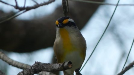 Boondall Wetlands0422 118 P1000199 Boondall Wetlands0422 118 P1000199