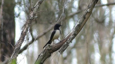 Boondall Wetlands0422 126 P1000208 Boondall Wetlands0422 126 P1000208