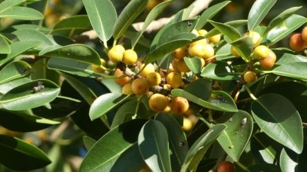 Clontarf May22 016 P1000313 Clontarf May22 016 P1000313