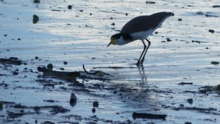 Clontarf May22 021 P1000319 Clontarf May22 021 P1000319