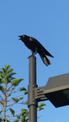 Clontarf May22 042 P1000341 Clontarf May22 042 P1000341