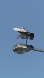 Clontarf May22 063 P1000363 Clontarf May22 063 P1000363