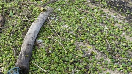 Clontarf May22 068 P1000368 Clontarf May22 068 P1000368