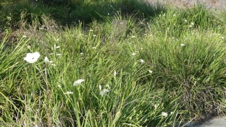 Clontarf May22 080 P1000380 Clontarf May22 080 P1000380