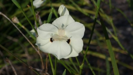 Clontarf May22 081 P1000381 Clontarf May22 081 P1000381