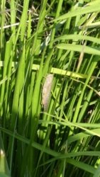 Clontarf May22 087 P1000387 Clontarf May22 087 P1000387