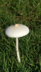 Clontarf May22 093 P1000393 Clontarf May22 093 P1000393