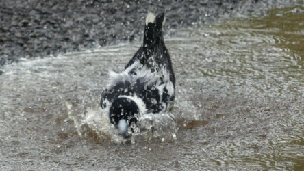 Hardings Paddock May22 007 P1000279 Hardings Paddock May22 007 P1000279