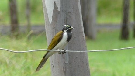 Hardings Paddock May22 012 P1000284 Hardings Paddock May22 012 P1000284