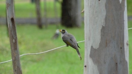 Hardings Paddock May22 013 P1000285 Hardings Paddock May22 013 P1000285