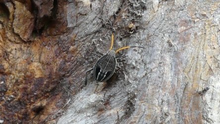 Hardings Paddock May22 015 P1000287 Hardings Paddock May22 015 P1000287