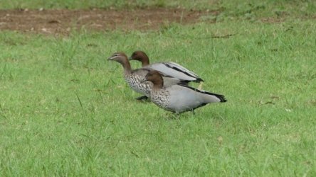 Hardings Paddock May22 019 P1000291 Hardings Paddock May22 019 P1000291
