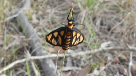Barambah Bush 027 P1000778 Copy scaled Barambah Bush 027 P1000778 Copy scaled